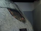 dsc07386.jpg