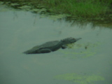 Alligators