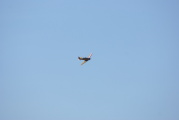 dsc36093.jpg
