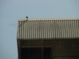 dsc11196.jpg